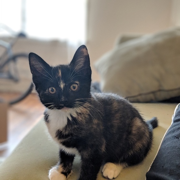 Meet your Posher, Kynan - Picture 1 of 1